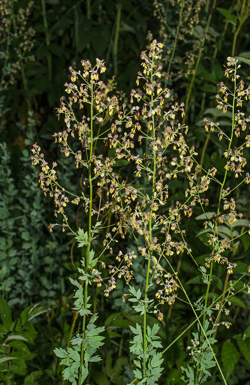 Image of Thalictrum simplex specimen.