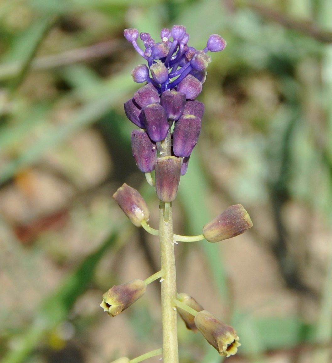 Image of Leopoldia comosa specimen.