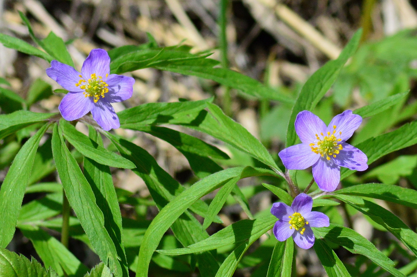 Изображение особи Anemone caerulea.