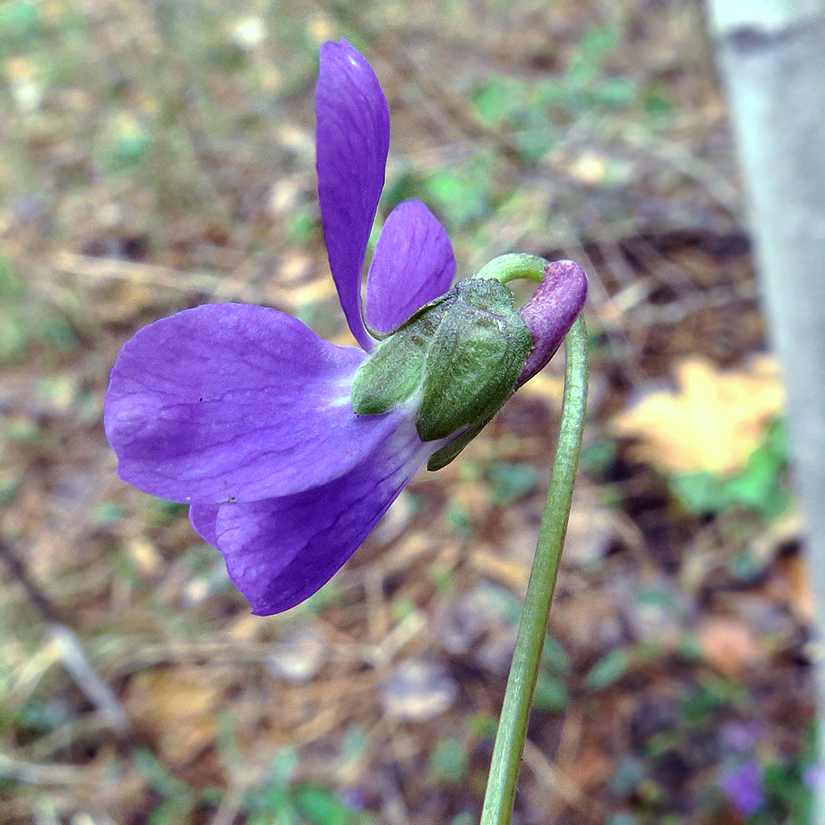 Image of Viola ambigua specimen.