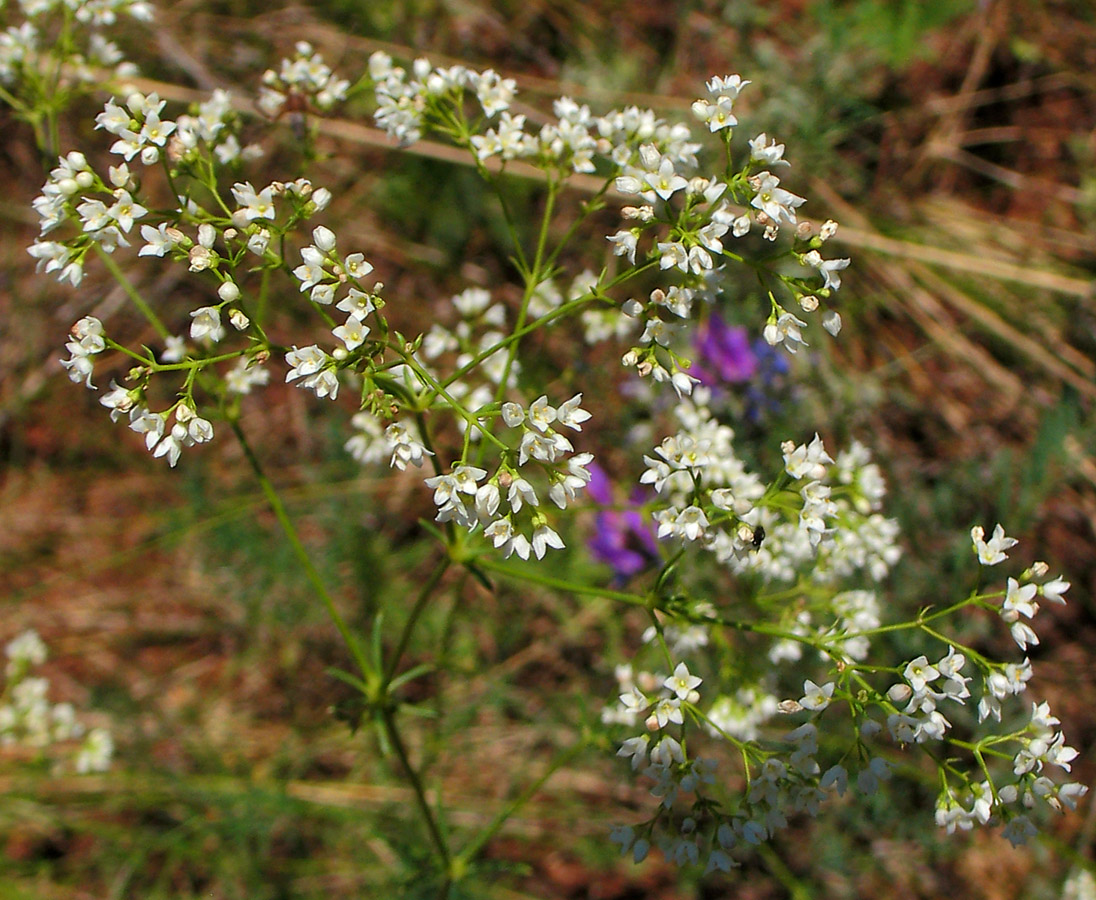 Image of Galium hexanarium specimen.