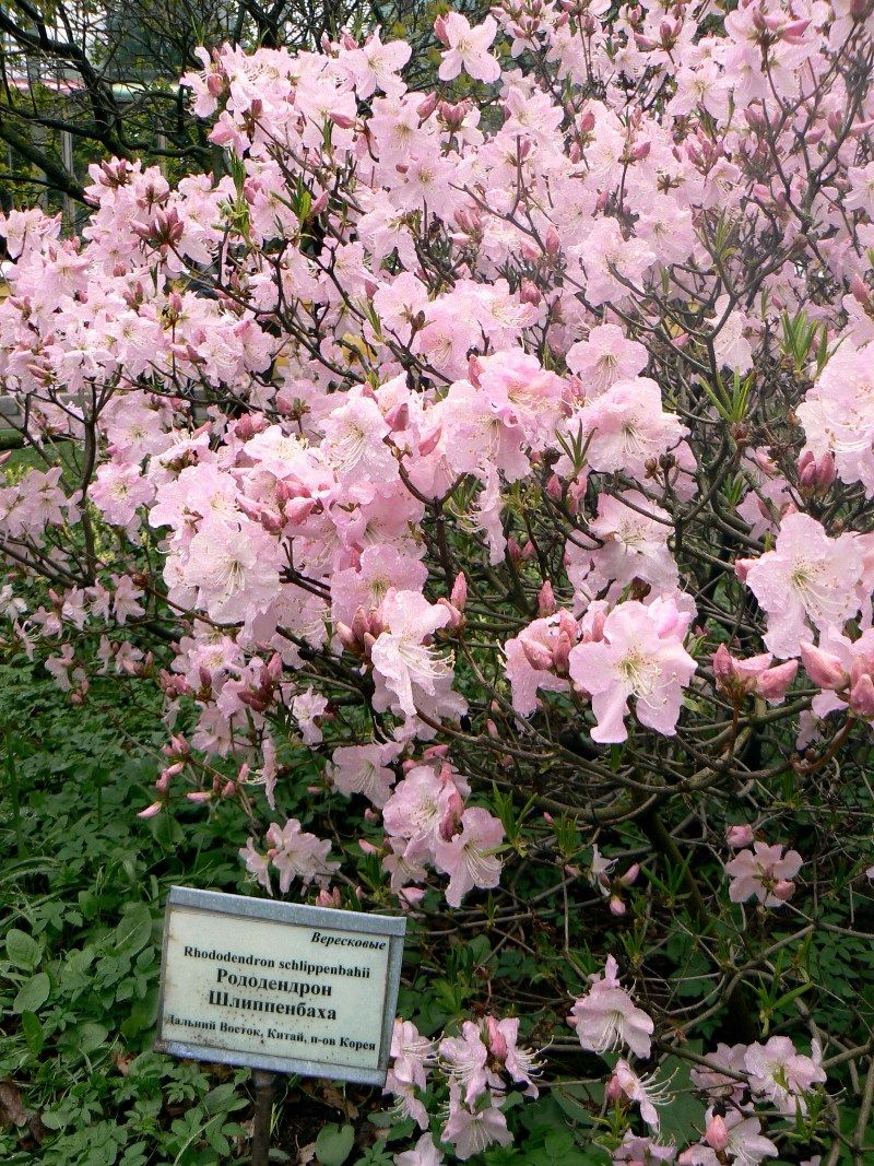 Image of Rhododendron schlippenbachii specimen.