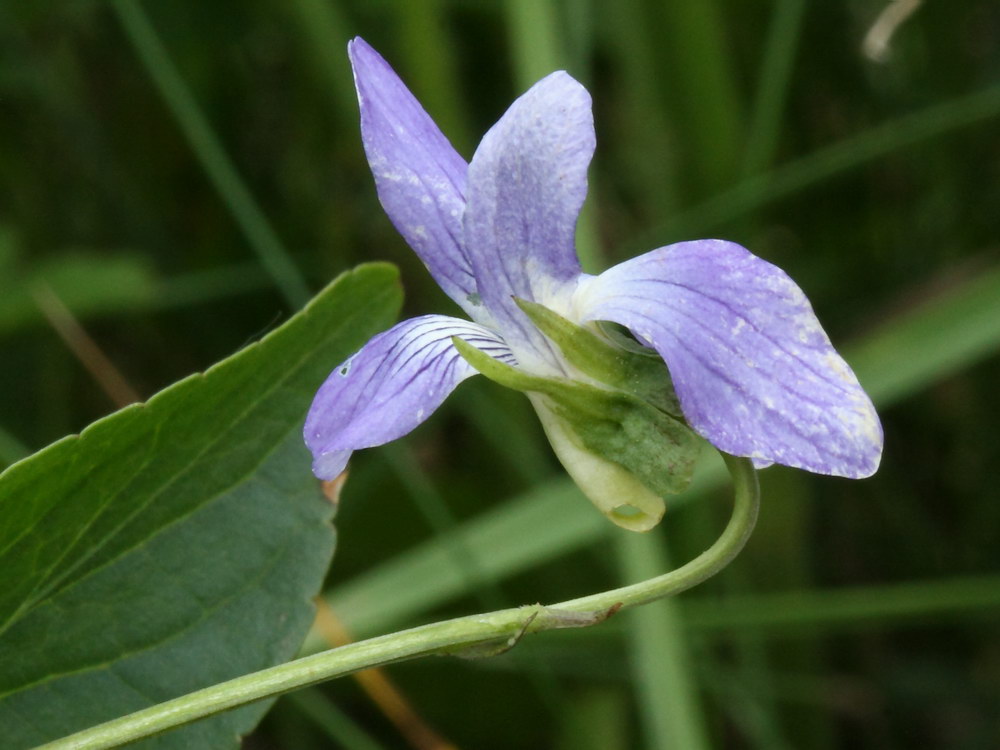 Image of Viola ruppii specimen.