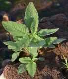 Amaranthus retroflexus