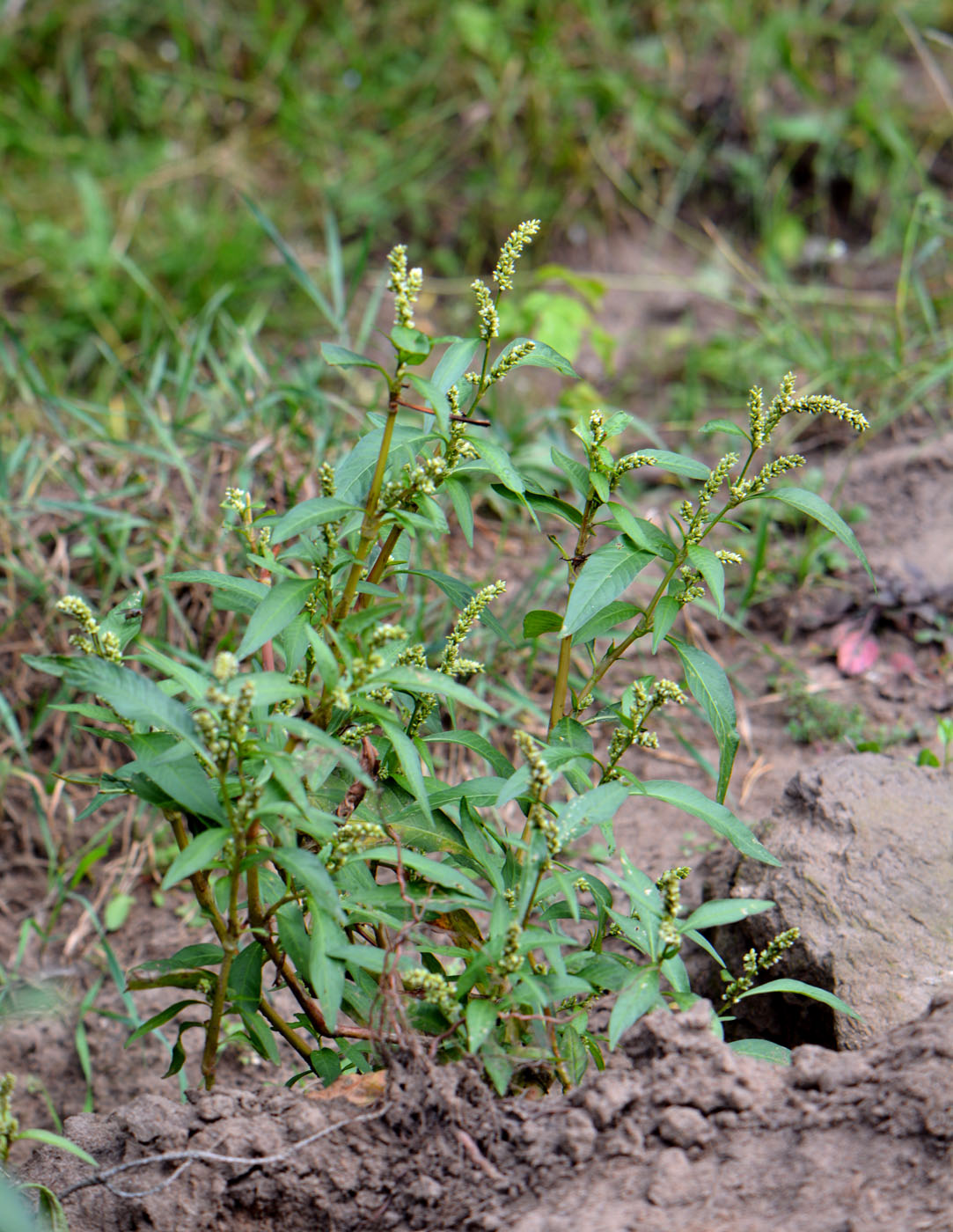 Image of Persicaria scabra specimen.