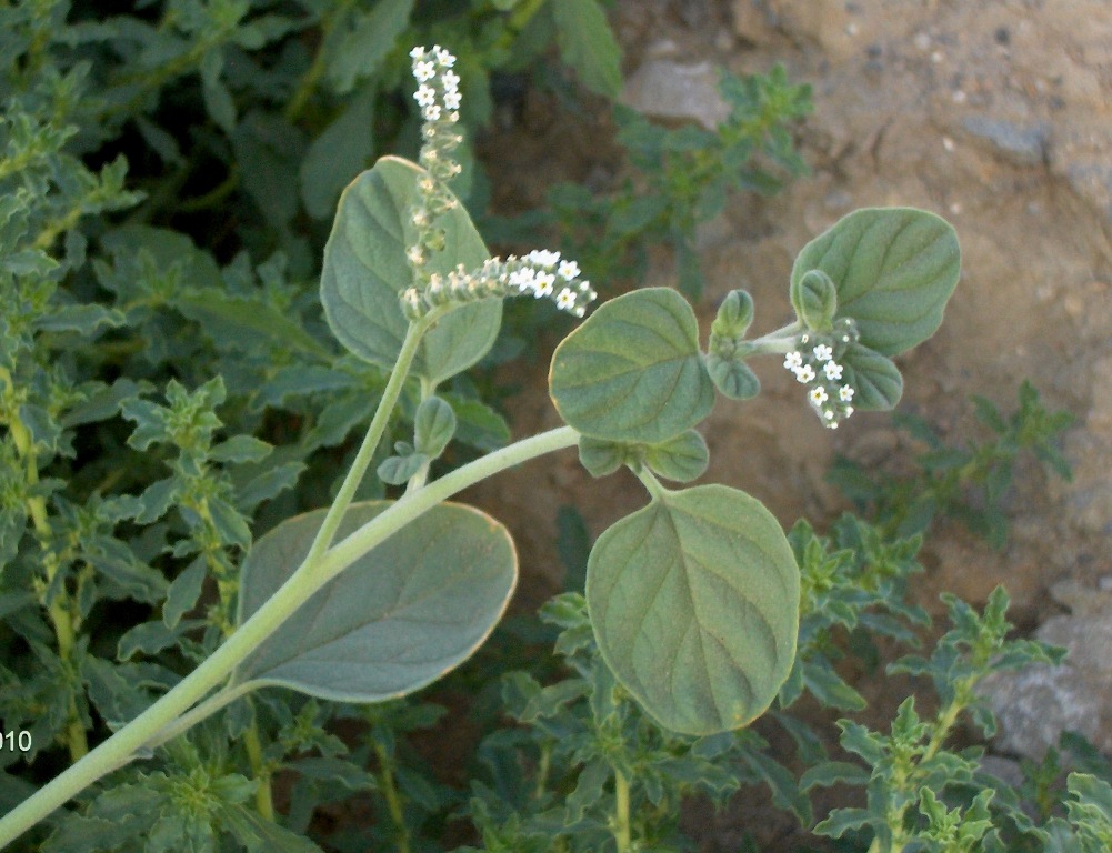 Изображение особи Heliotropium ellipticum.