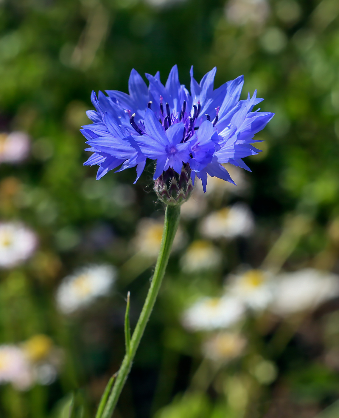 Image of Centaurea cyanus specimen.