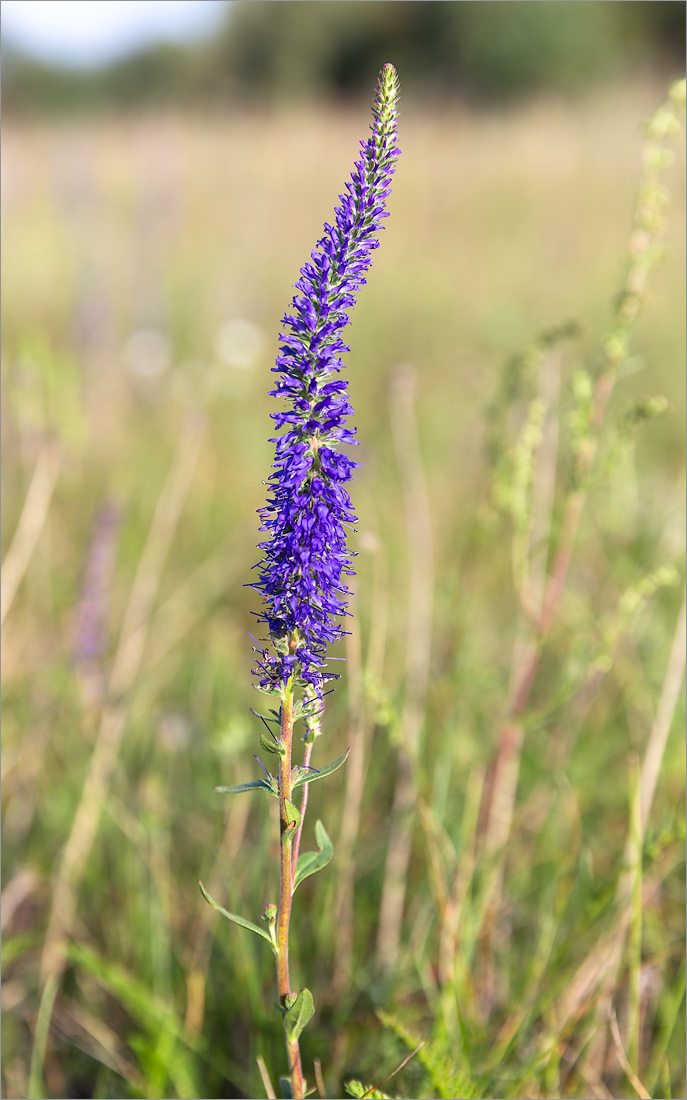 Image of Veronica spicata specimen.