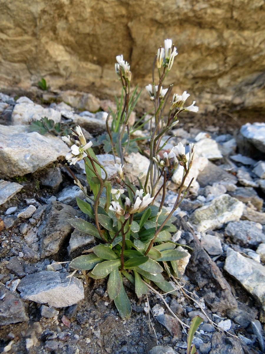 Изображение особи Arabis kokanica.