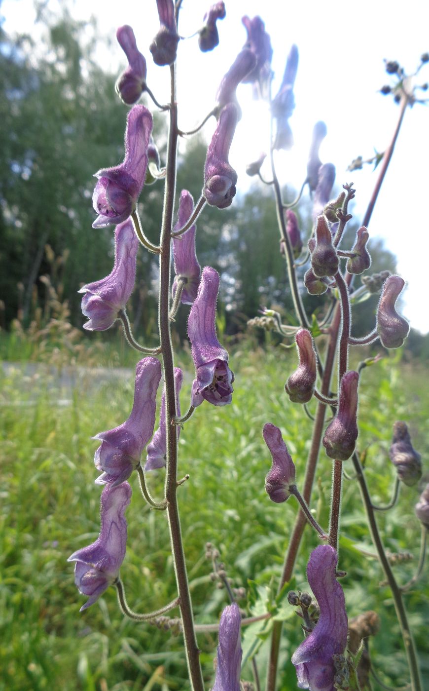 Изображение особи Aconitum septentrionale.