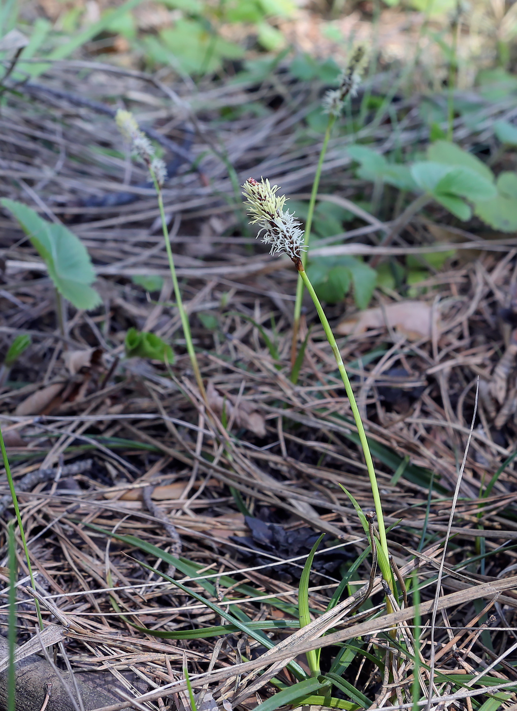 Изображение особи Carex ericetorum.