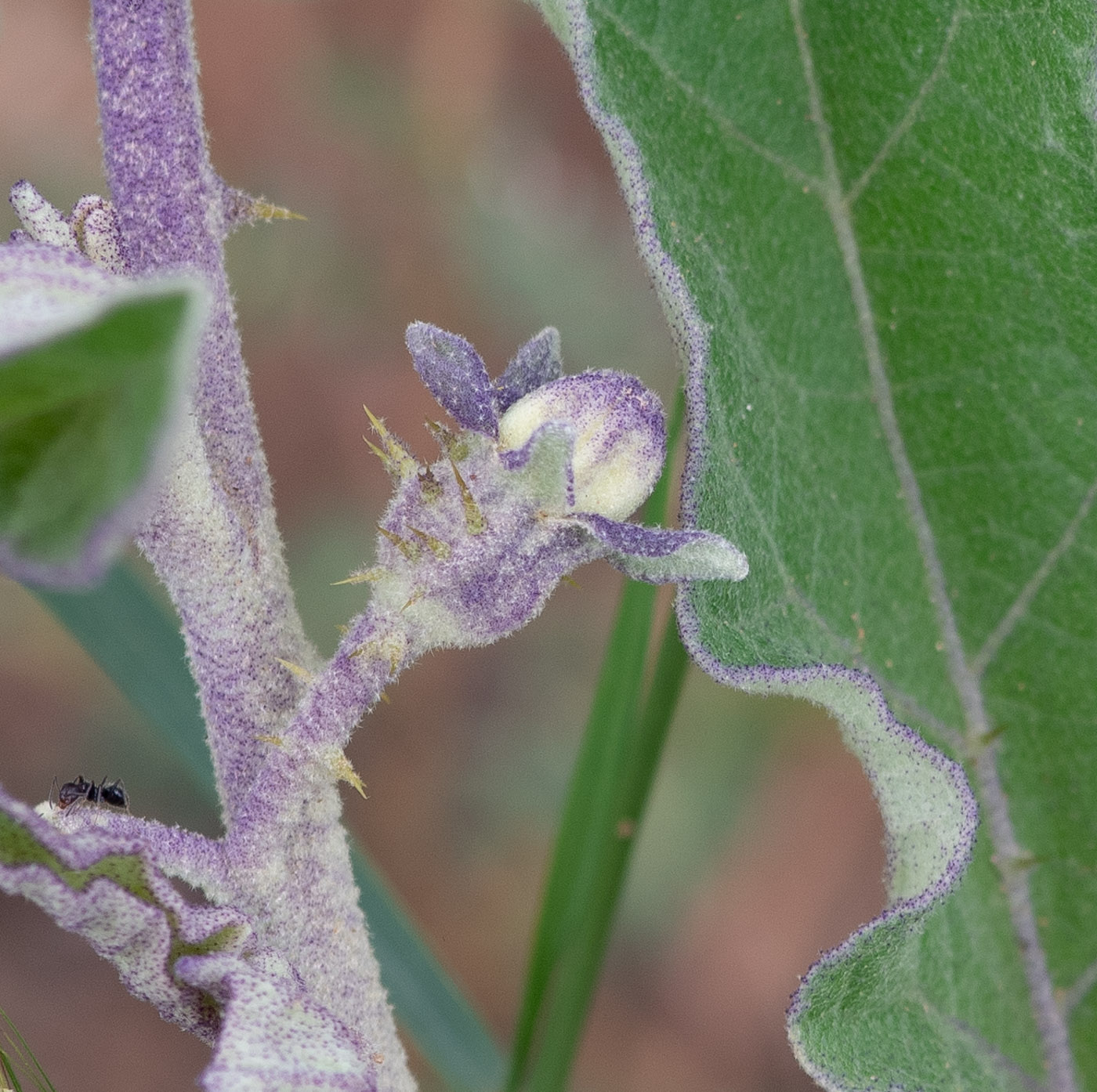 Изображение особи Solanum lichtensteinii.