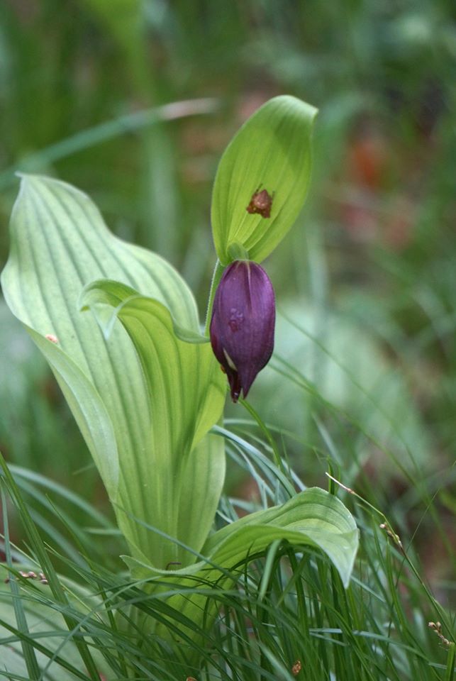 Image of Cypripedium &times; ventricosum specimen.