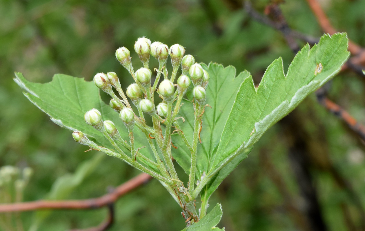 Image of Sorbus persica specimen.