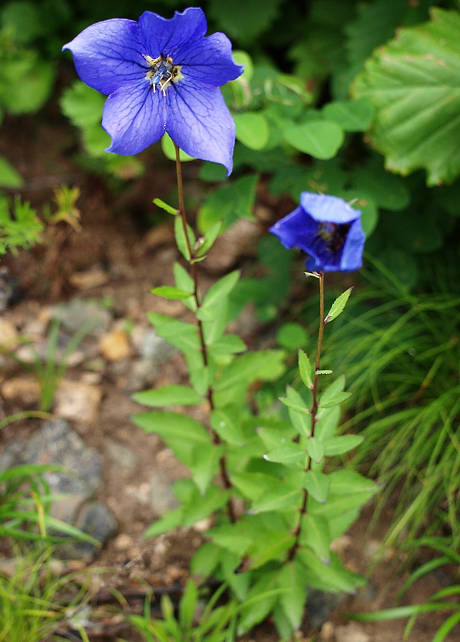 Изображение особи Platycodon grandiflorus.