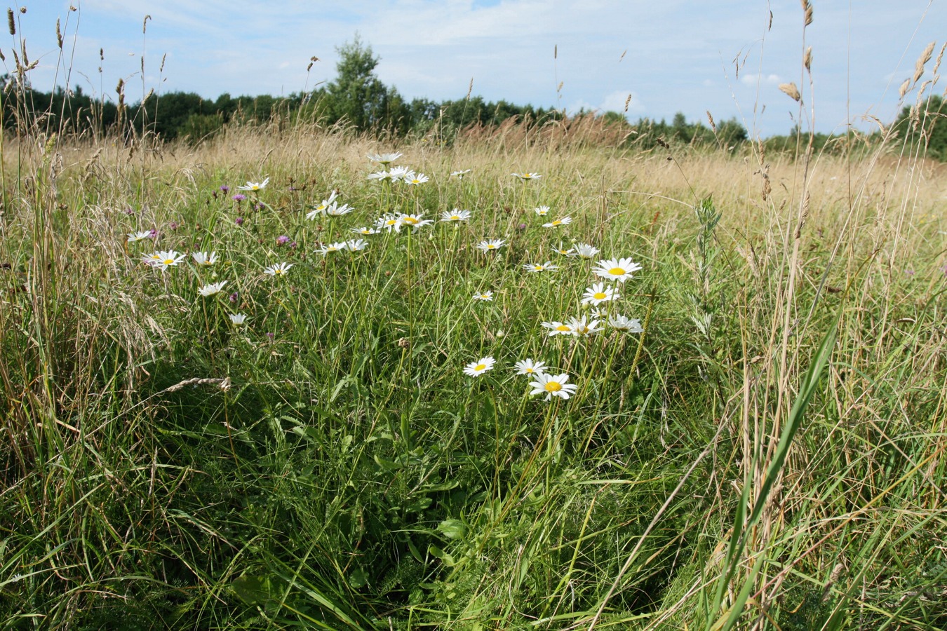 Image of Leucanthemum ircutianum specimen.