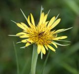 Tragopogon dubius