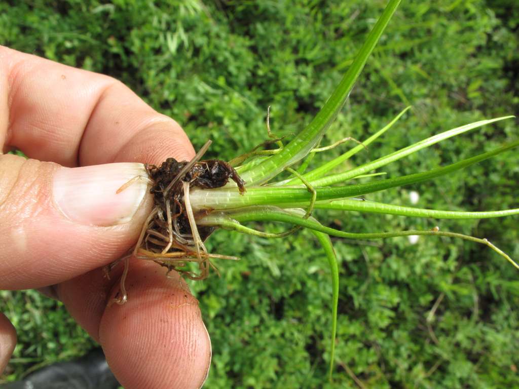 Image of Isoetes asiatica specimen.