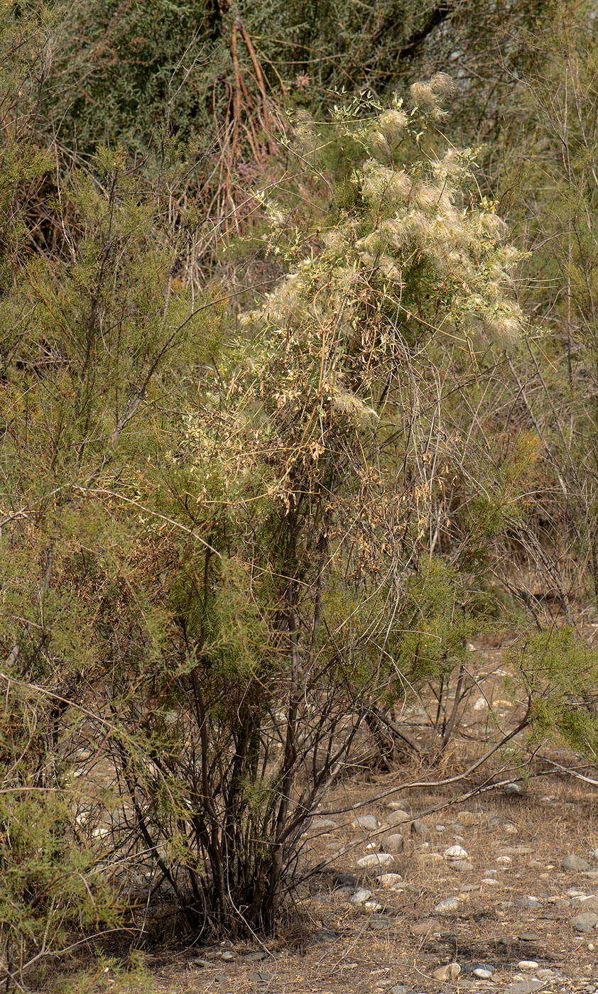 Image of Clematis orientalis specimen.