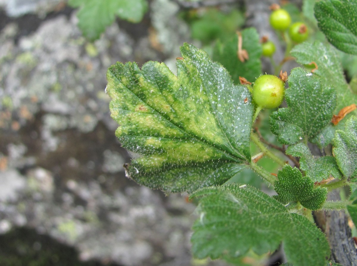 Image of Ribes orientale specimen.