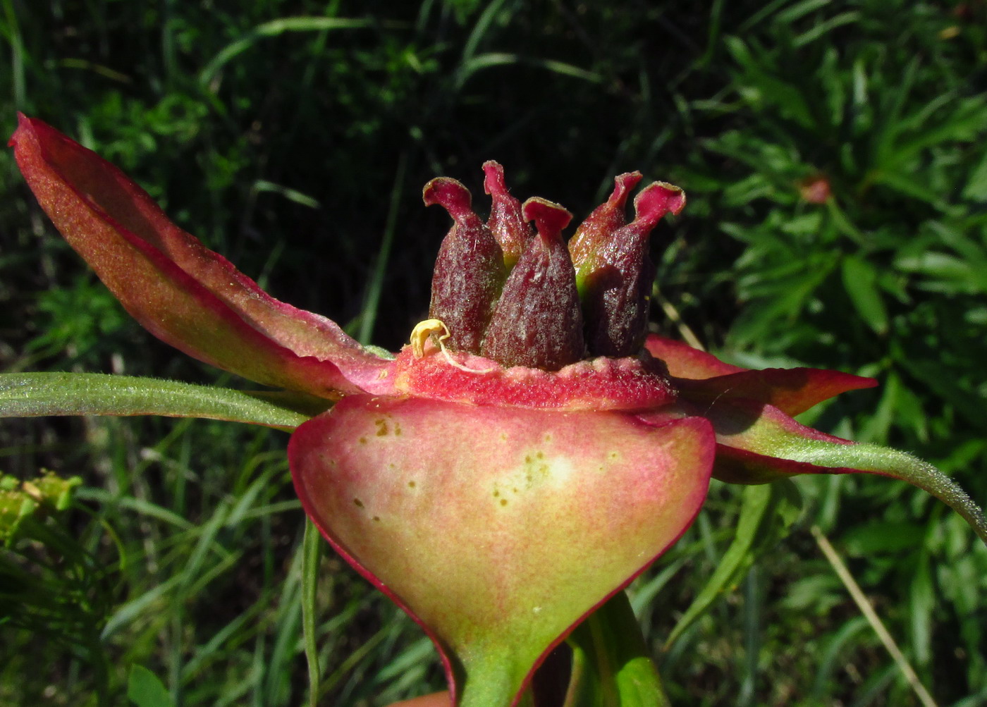 Image of Paeonia intermedia specimen.