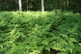 Pteridium pinetorum. Заросли на поляне. Ленинградская обл., Волосовский р-н, окр. СНТ \"Строитель\" у Кюрлевского карьера, смешанный лес. 20.06.2021.