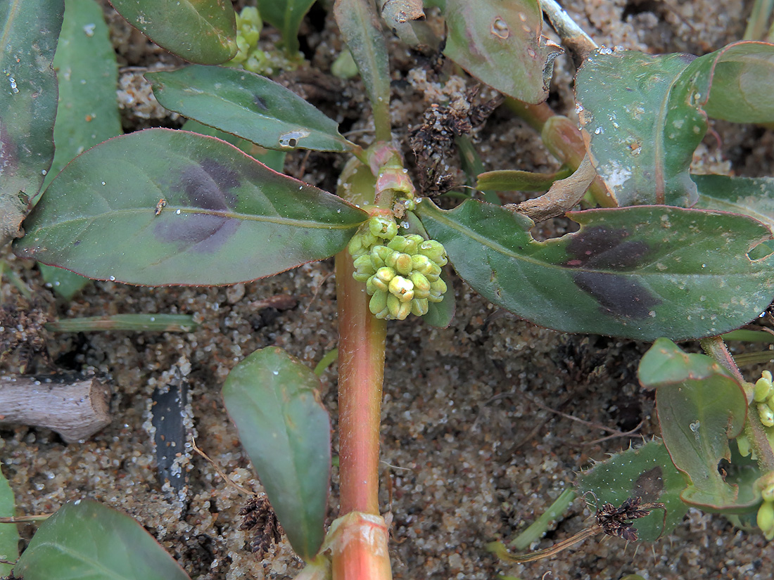 Image of Persicaria lapathifolia specimen.