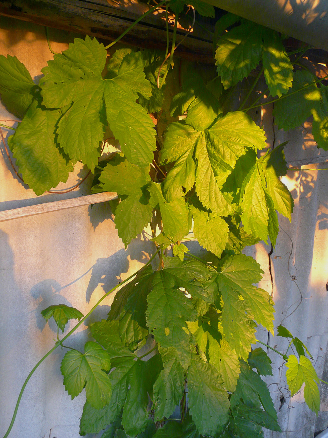 Image of Humulus lupulus specimen.