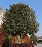 Osmanthus × fortunei. Цветущее дерево. Краснодарский край, г. Краснодар, парк \"Краснодар\". 15.10.2021.