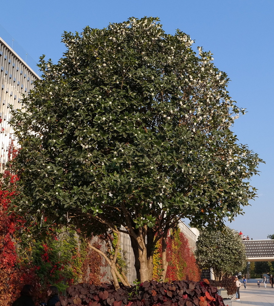 Image of Osmanthus &times; fortunei specimen.