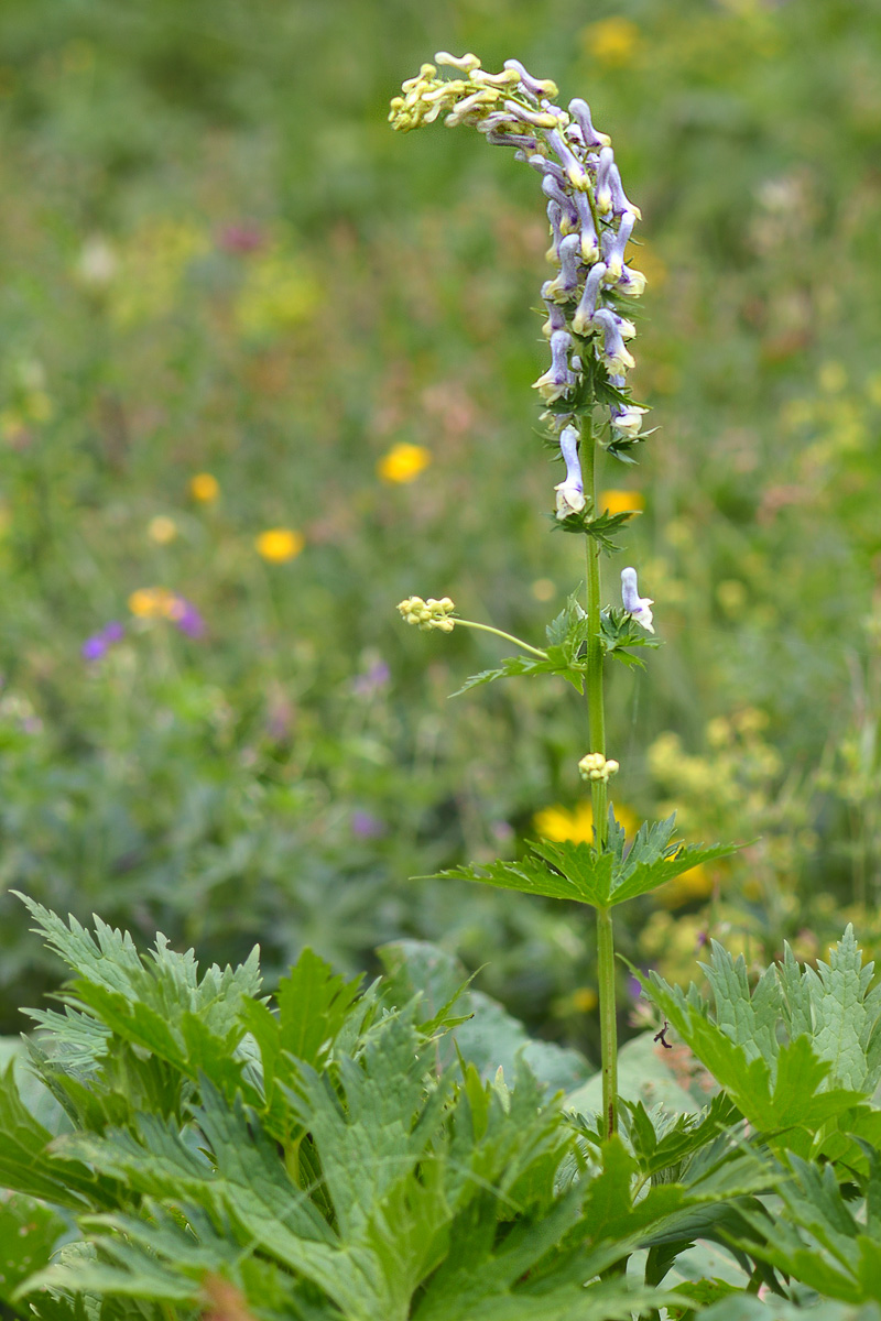 Image of Aconitum orientale specimen.