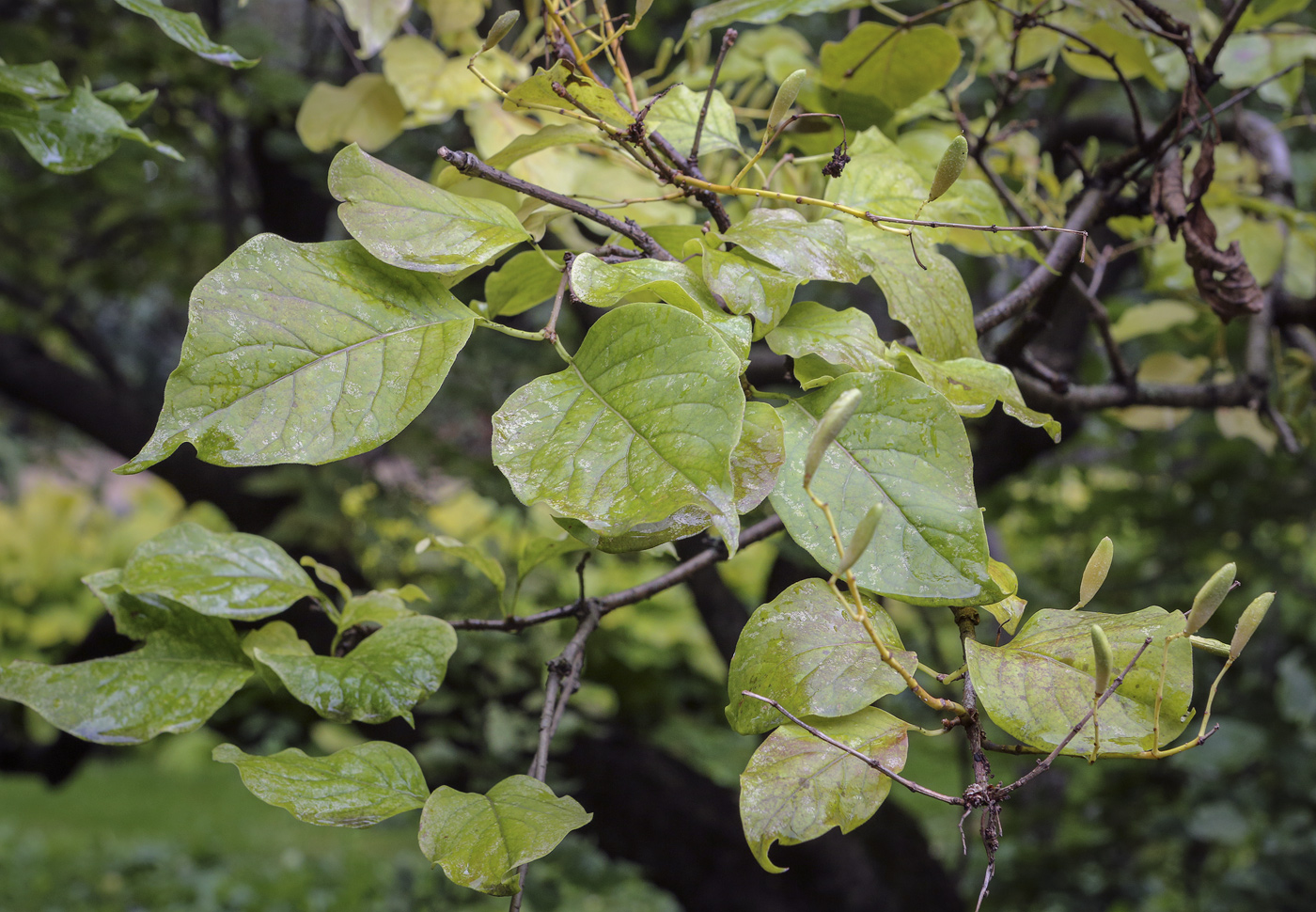 Image of Syringa amurensis specimen.