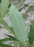 Salix cinerea