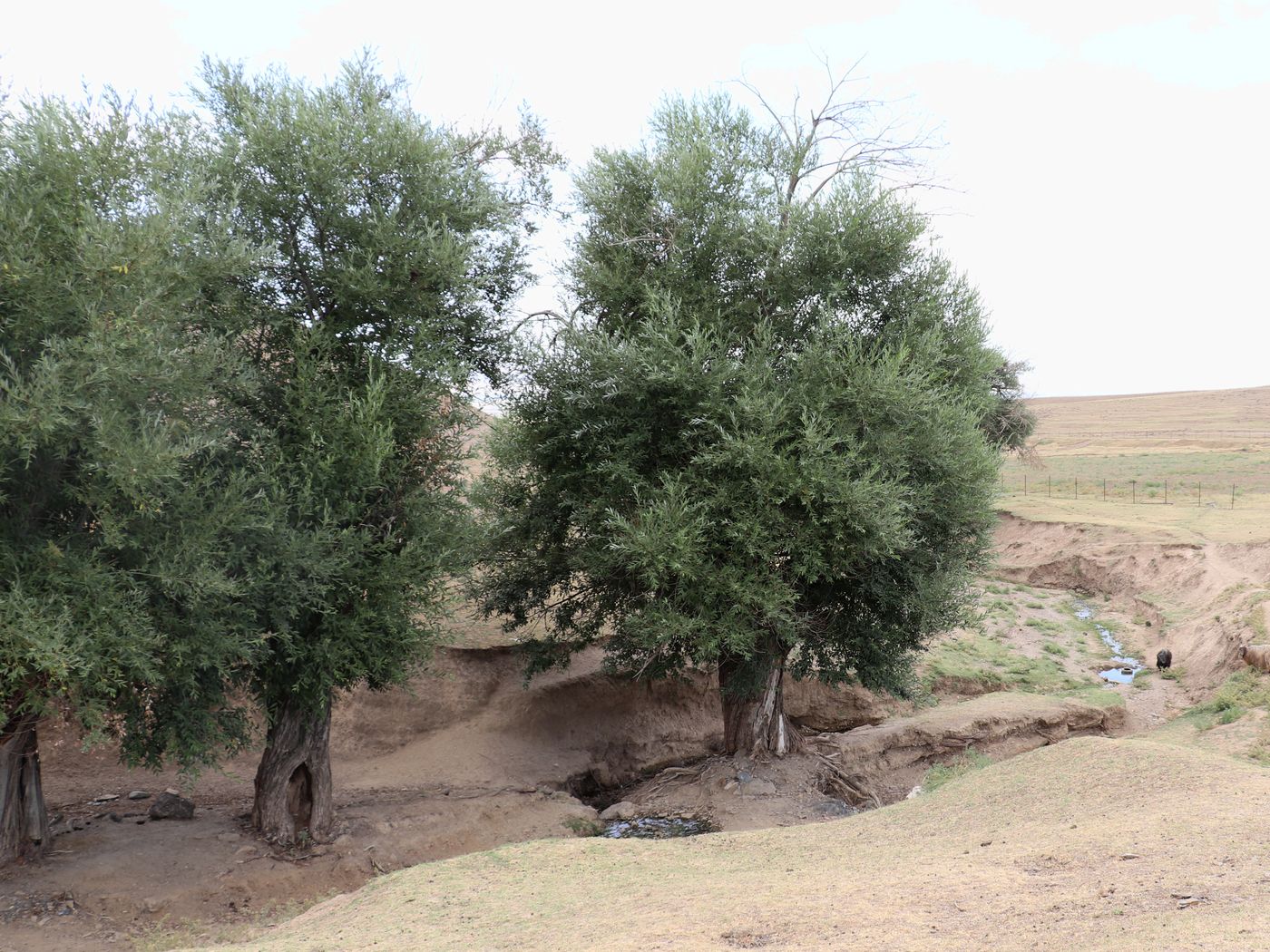 Image of Salix excelsa specimen.