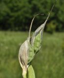 Iris ventricosa. Соплодие. Приморский край, Уссурийский гор. округ, окр. с. Монакино, поляна на небольшой сопке. 19.06.2022.