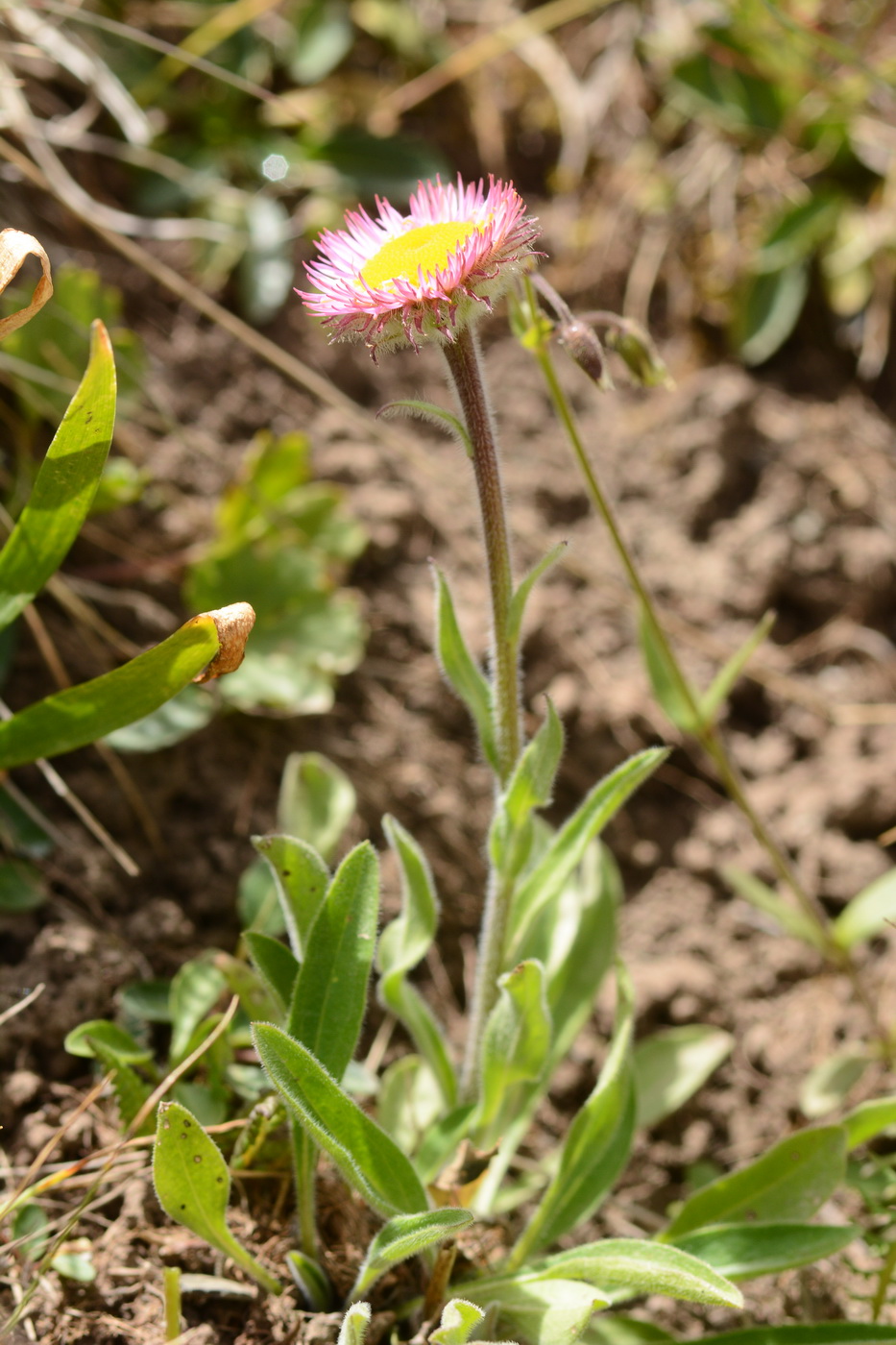 Image of Erigeron lachnocephalus specimen.