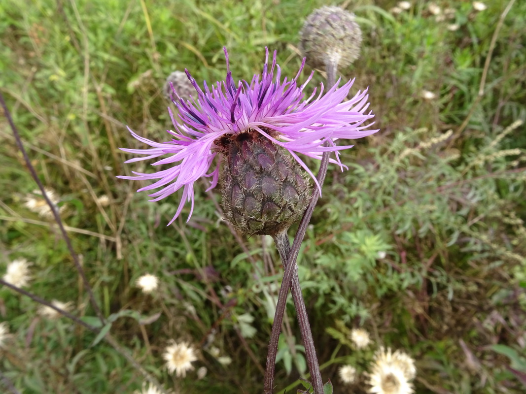 Image of Centaurea scabiosa specimen.