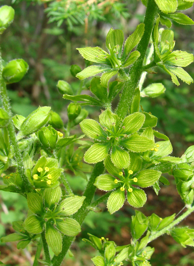 Image of Veratrum lobelianum specimen.