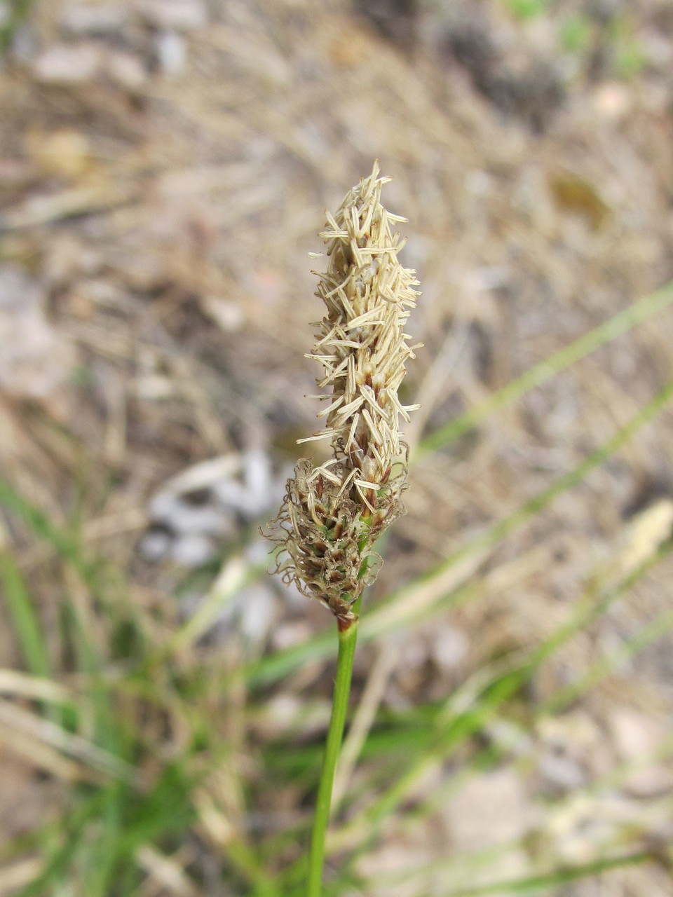 Изображение особи Carex ericetorum.