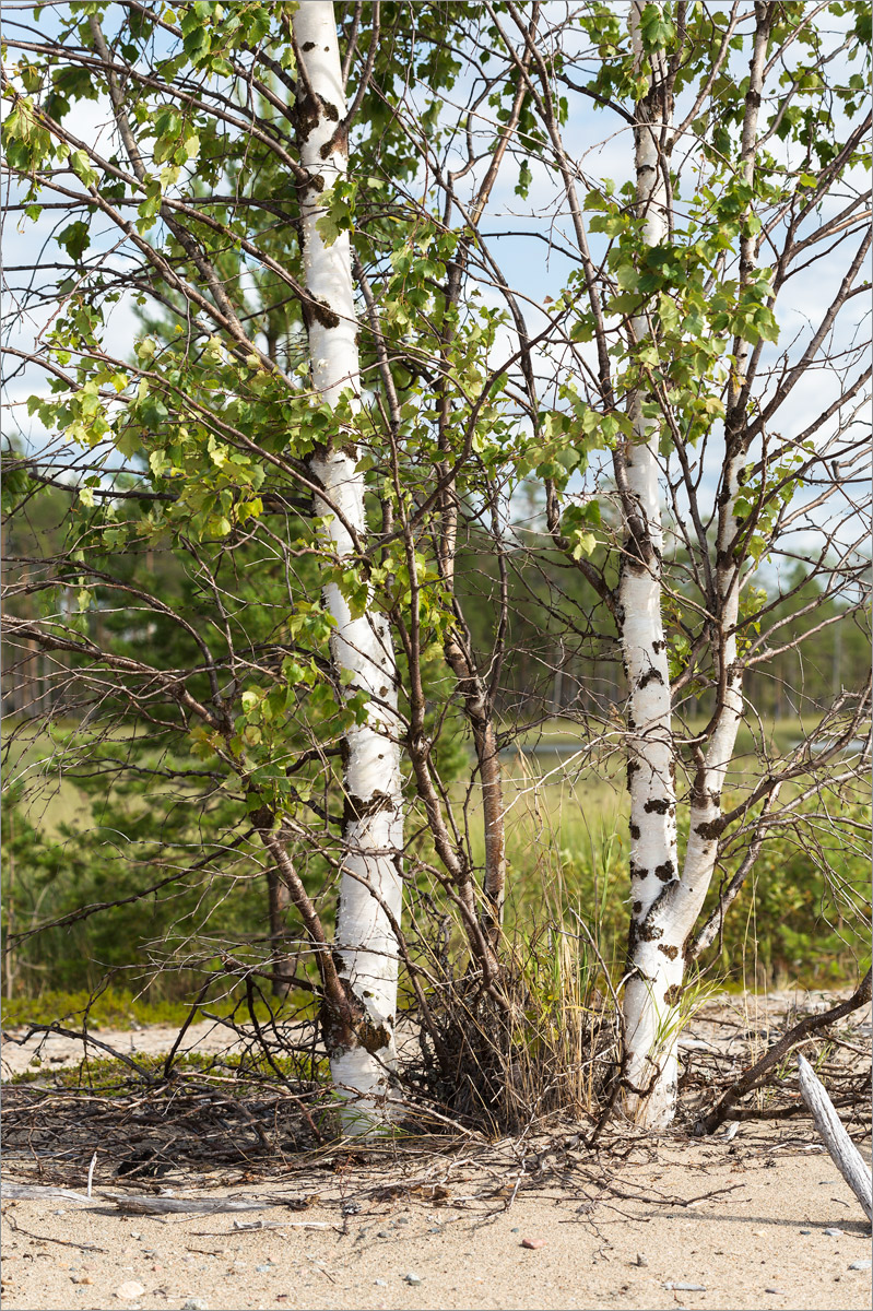 Изображение особи Betula subarctica.