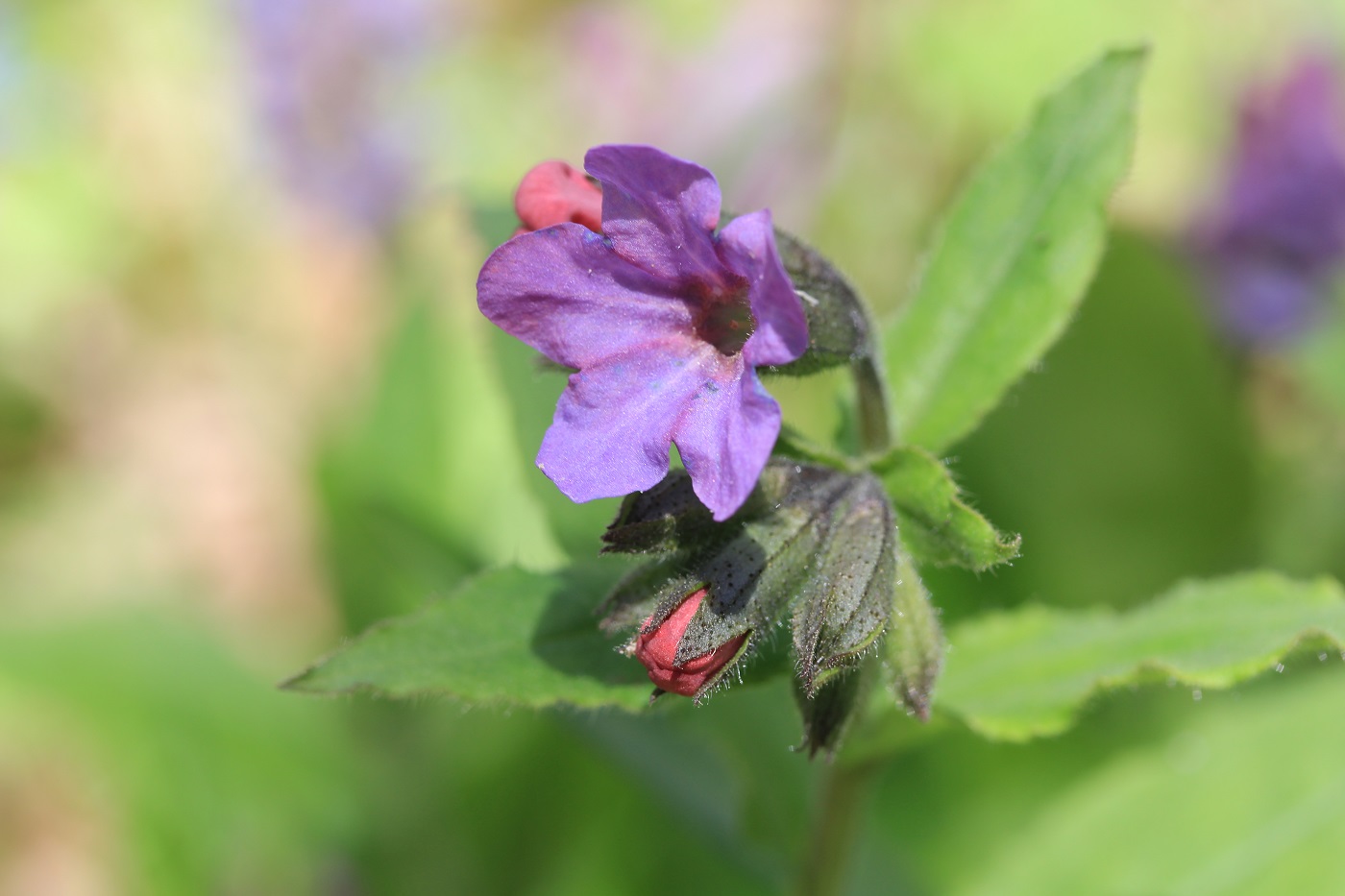 Изображение особи Pulmonaria officinalis.