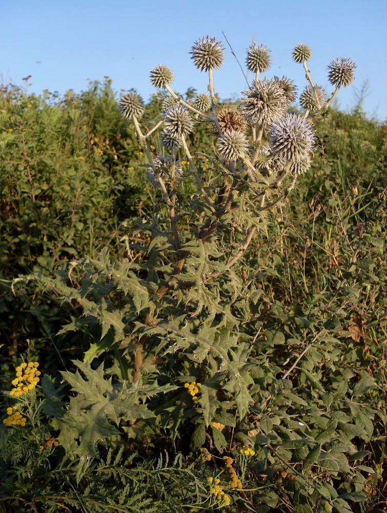 Image of Echinops sphaerocephalus specimen.