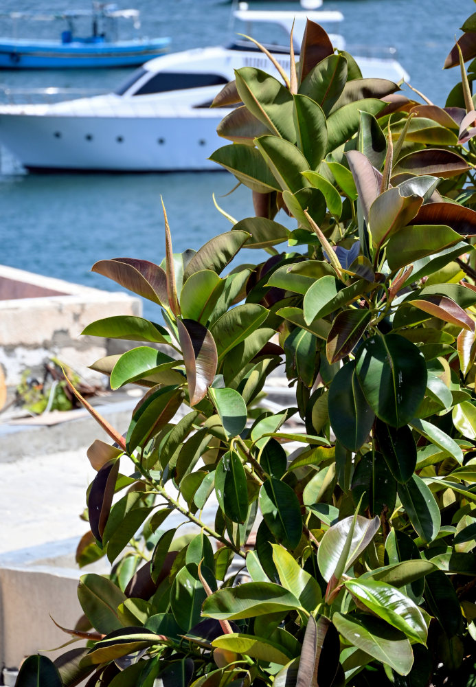 Image of Ficus elastica specimen.