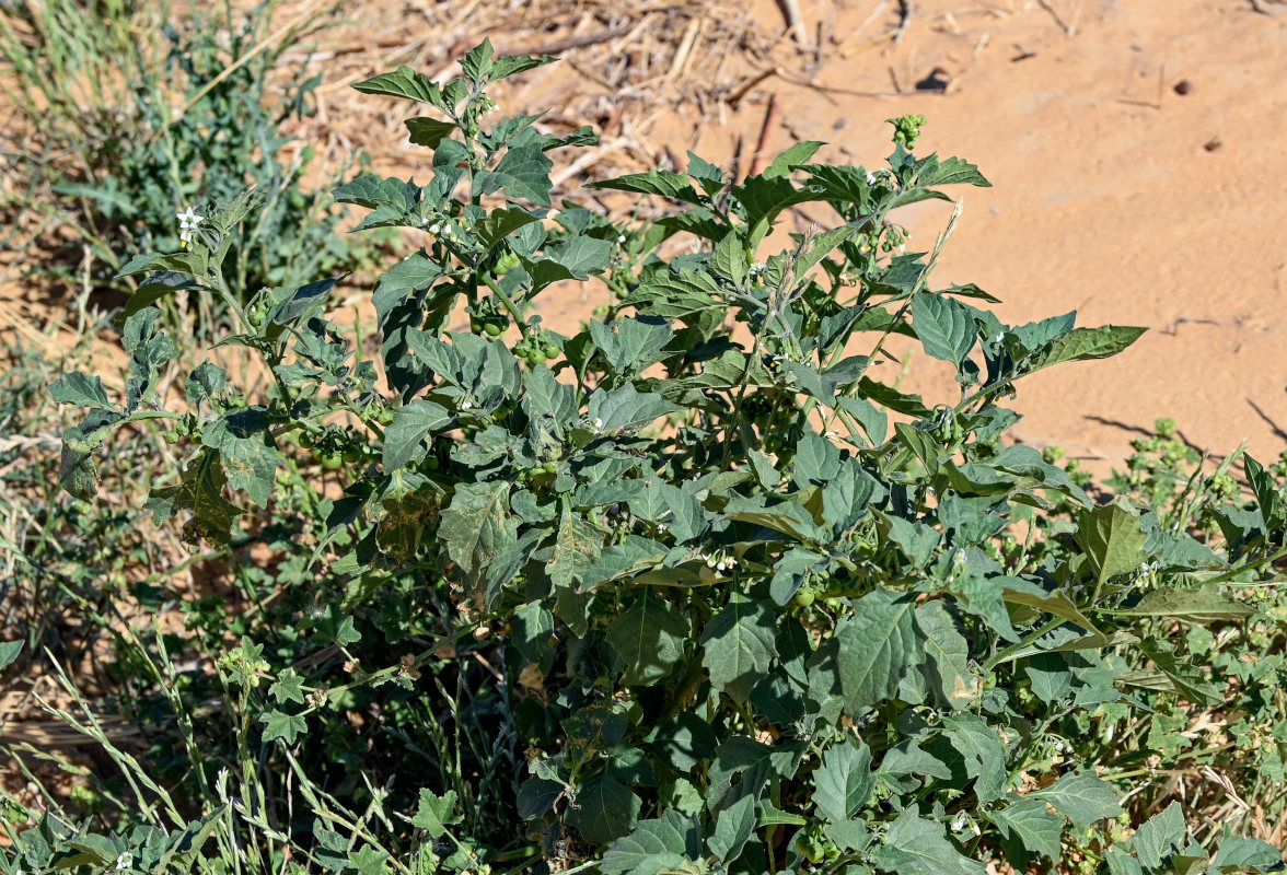 Image of Solanum nigrum specimen.