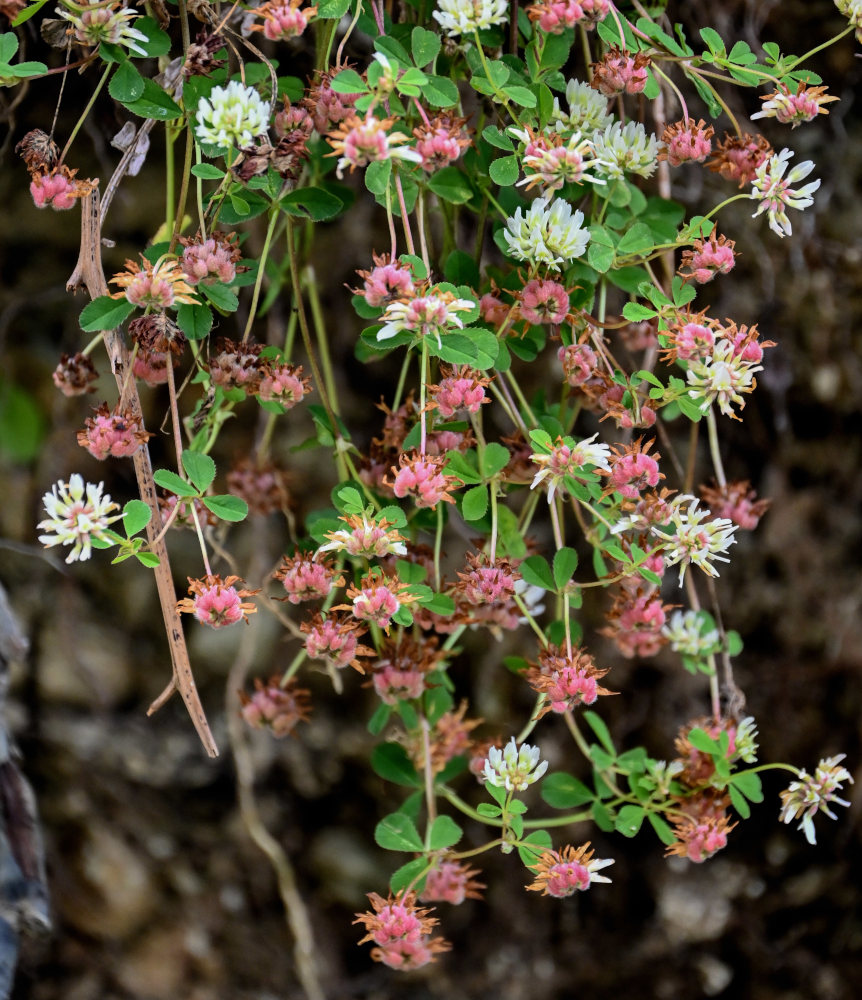 Image of Trifolium tumens specimen.