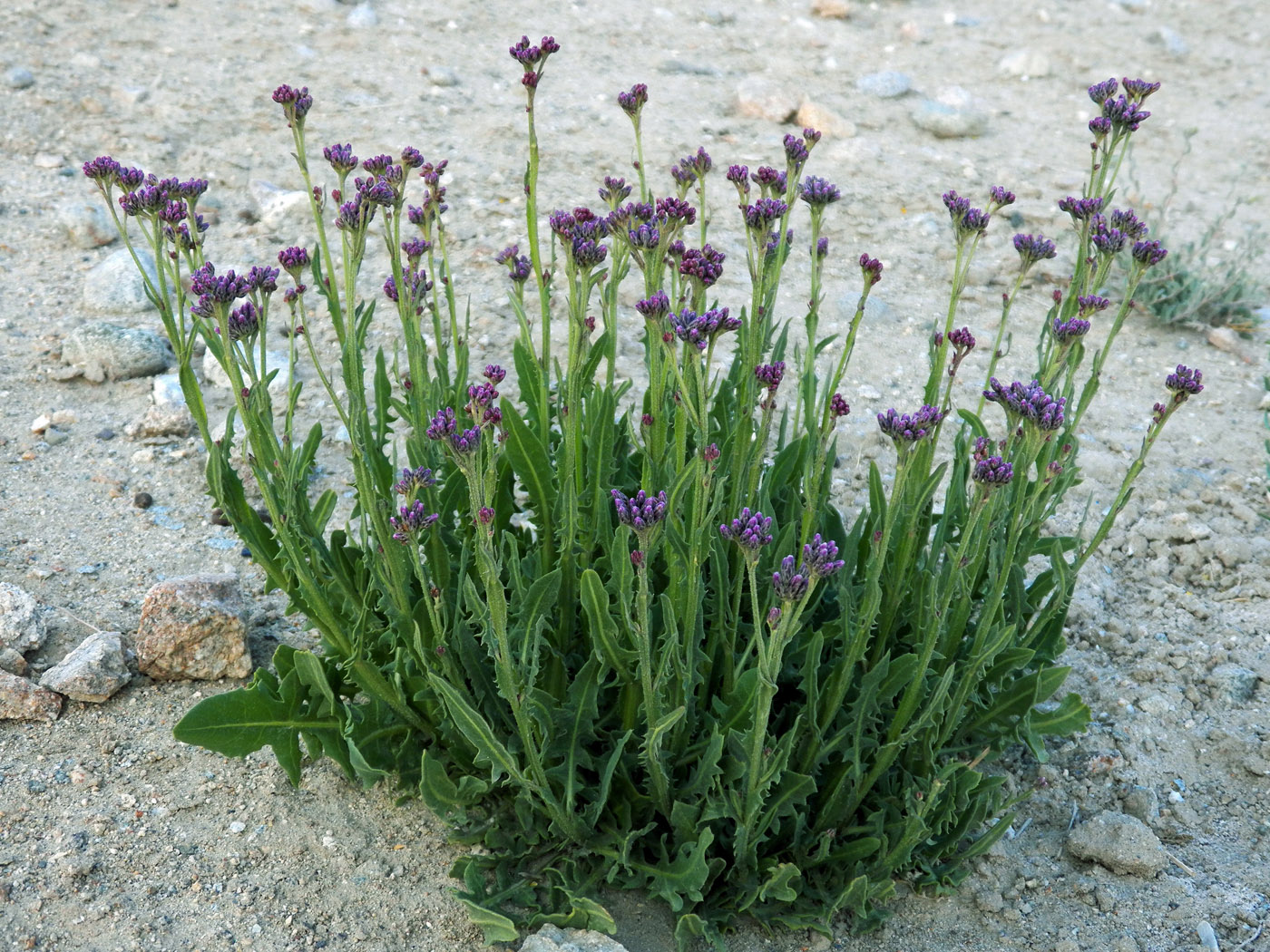 Image of Saussurea salsa specimen.