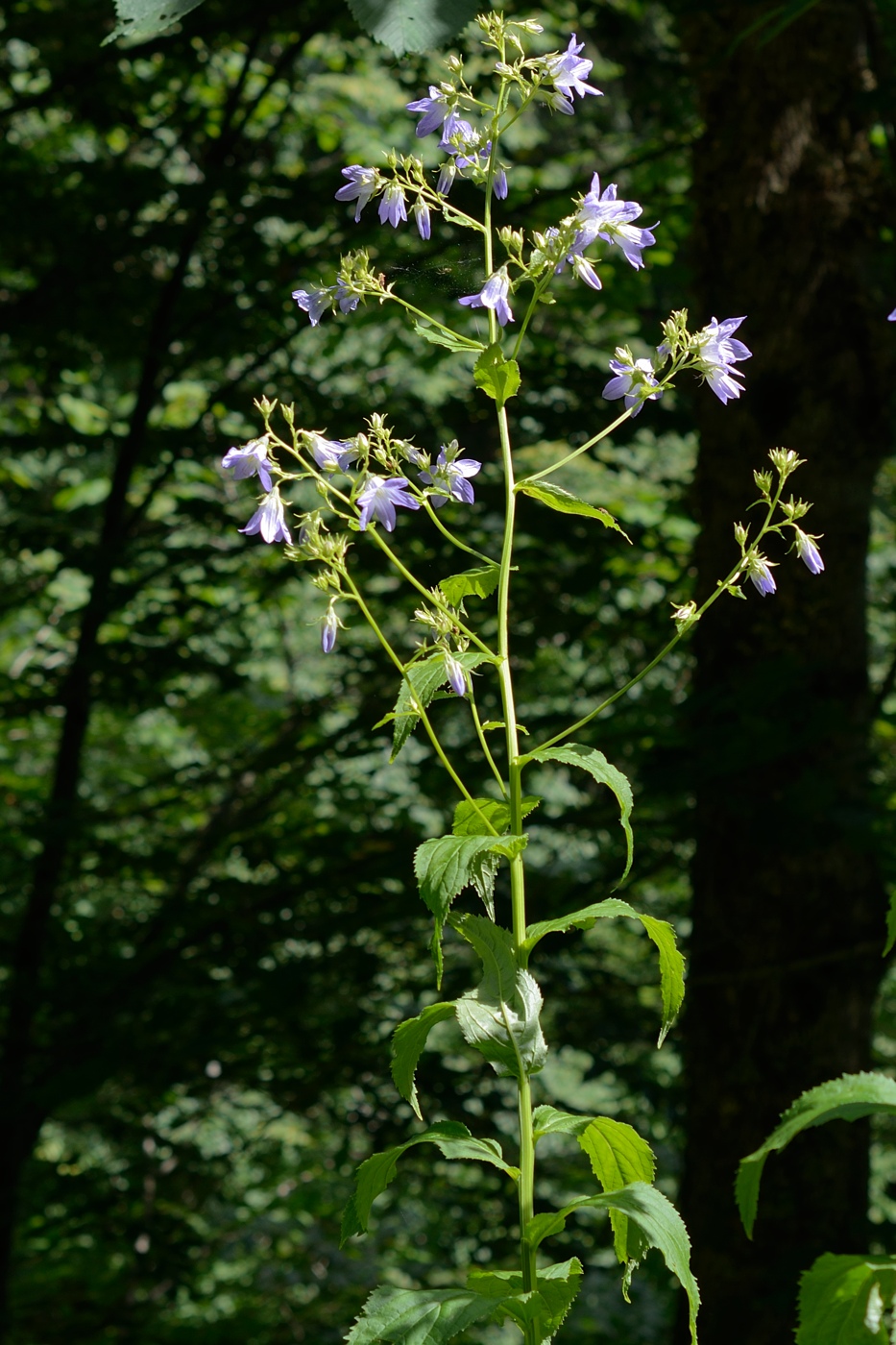 Image of Gadellia lactiflora specimen.