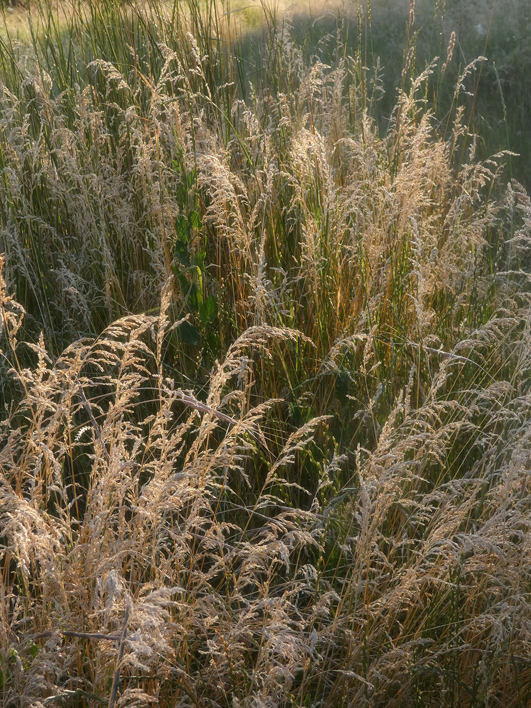 Изображение особи семейство Poaceae.