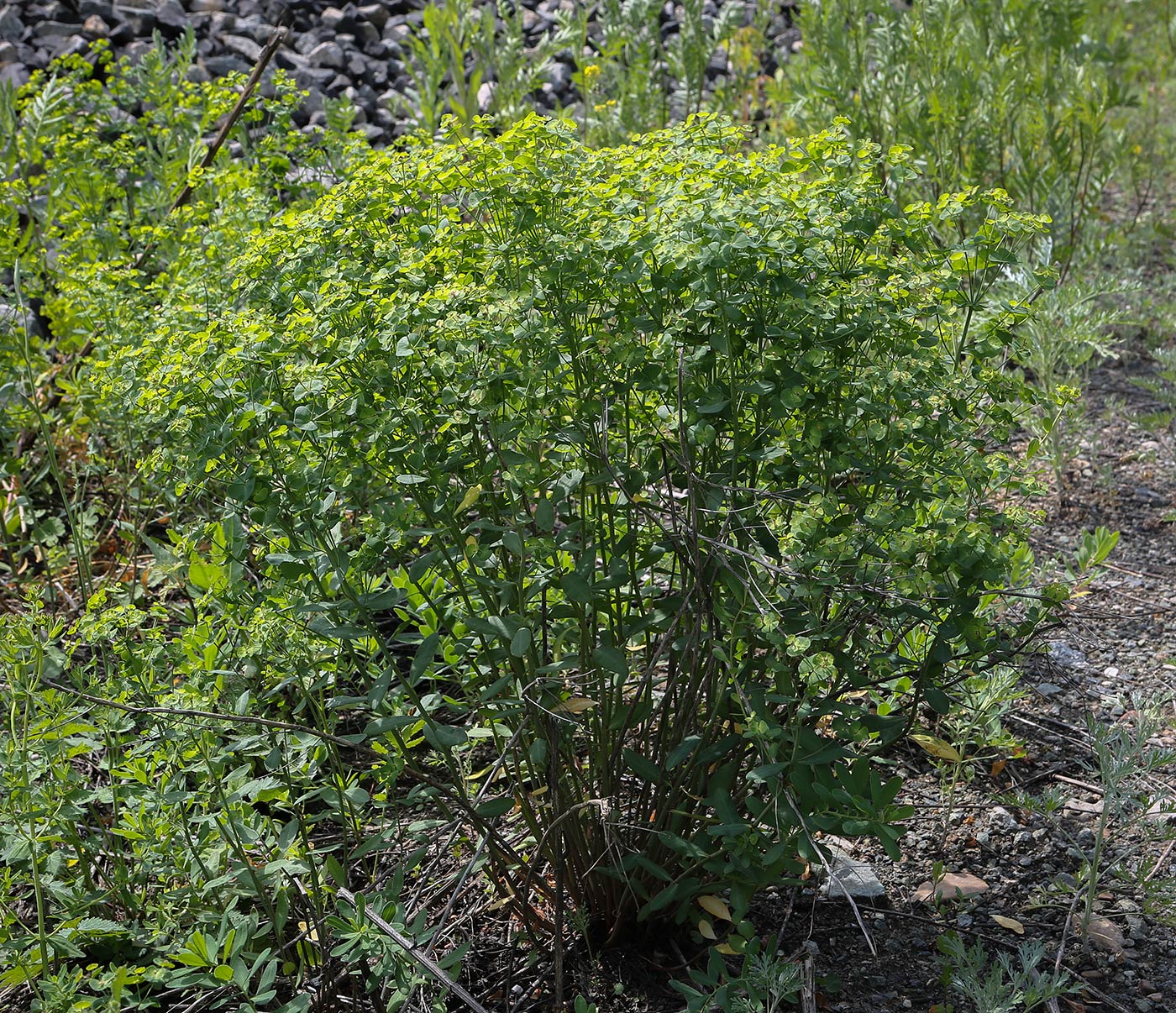 Image of Euphorbia korshinskyi specimen.