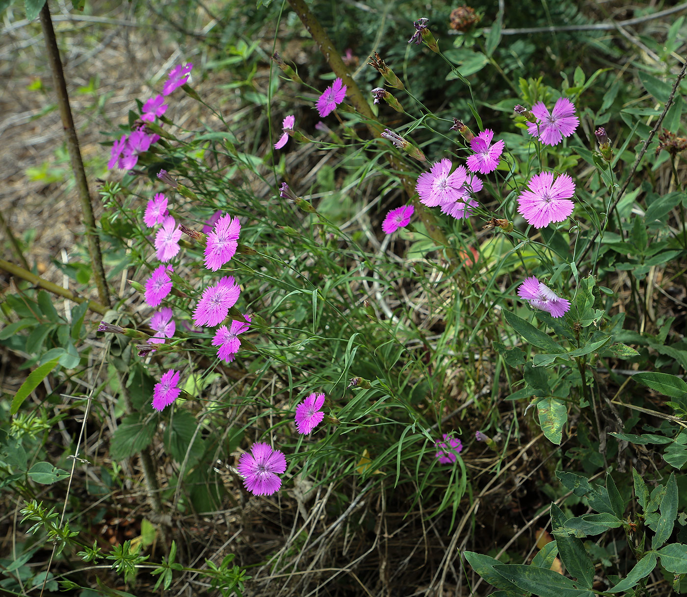 Image of Dianthus versicolor specimen.